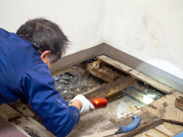 Best HVAC Mold Remediation in Plains, MT