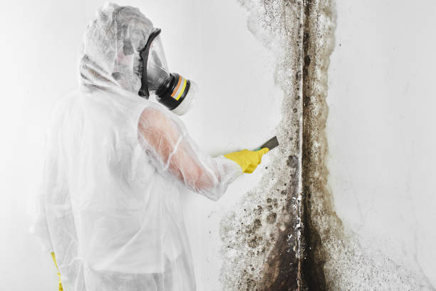 Best Residential Mold Remediation in Plains, MT