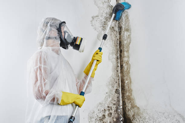 Best Residential Mold Remediation in Plains, MT