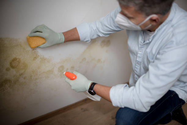 Best Basement Mold Remediation in Plains, MT